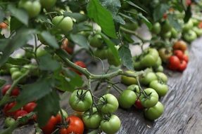【素食养生】劝人吃素时常被反问植物也有生命，觉醒法师答：植物属于无情生命