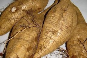 肝脏的“守护神”，血管的“天然支架”——葛根|素食养生